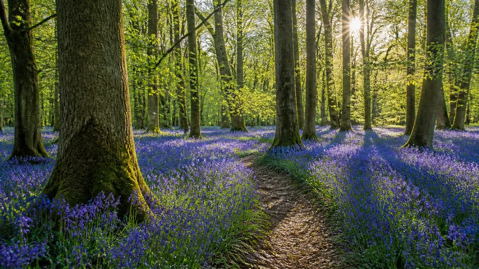 Sun-dappled bluebell wood with a path through spring trees