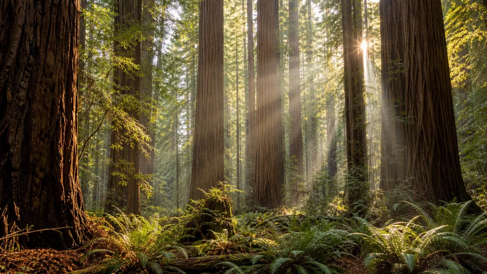 Giant redwood forest with ferns and warm sunshine filtering through tall trees