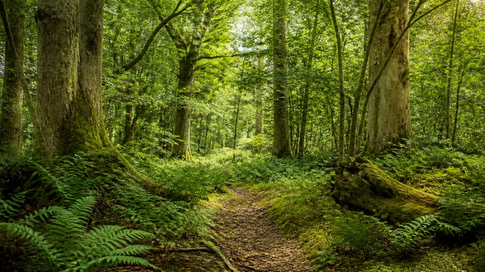 A peaceful UK woodland path with green ground cover
