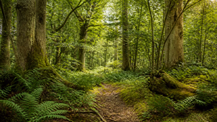 Restored UK woodland path representing long-term land stewardship