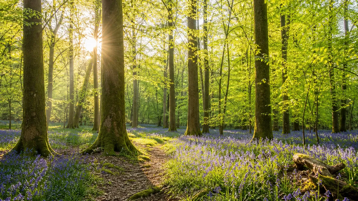 Sunny British woodland with bluebells and warm spring light